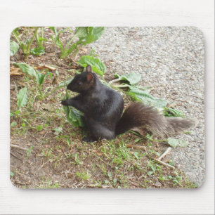 Schwarzes Eichhörnchen Mousepad