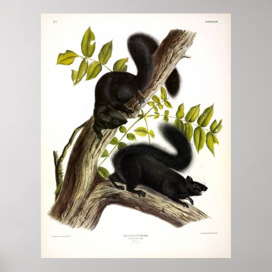 Schwarzes Eichhörnchen, Ostgrauhörnchen von Audubo Poster (Vorne)