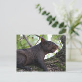 Schwarzes Eichhörnchen Postkarte (Stehend Vorderseite)