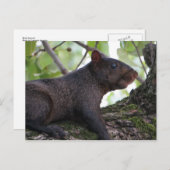 Schwarzes Eichhörnchen Postkarte (Vorne/Hinten)