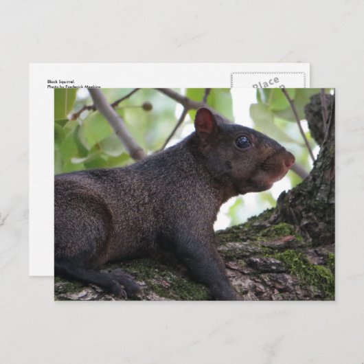 Schwarzes Eichhörnchen Postkarte (Vorne/Hinten)