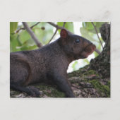 Schwarzes Eichhörnchen Postkarte (Vorderseite)