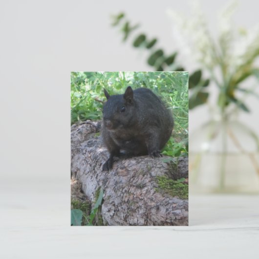 Schwarzes Eichhörnchen Postkarte (Stehend Vorderseite)