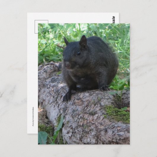 Schwarzes Eichhörnchen Postkarte (Vorne/Hinten)