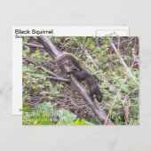 Schwarzes Eichhörnchen Postkarte (Vorne/Hinten)
