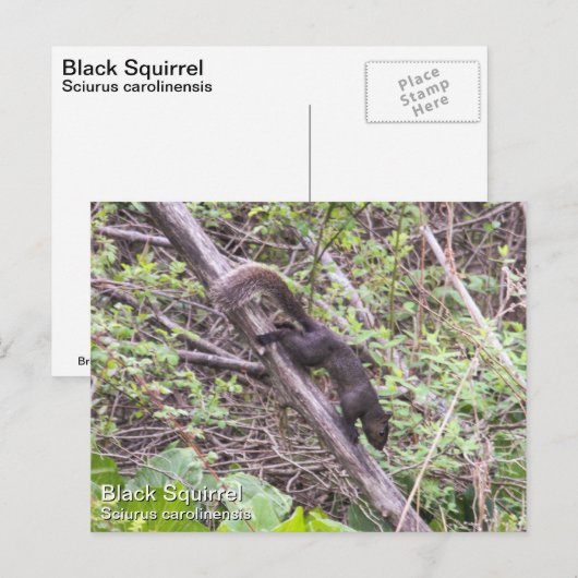 Schwarzes Eichhörnchen Postkarte (Vorne/Hinten)