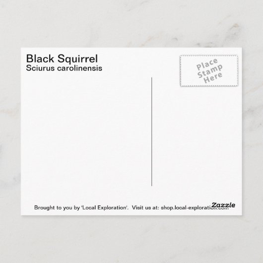 Schwarzes Eichhörnchen Postkarte (Rückseite)