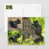 Schwarzes Eichhörnchen Postkarte (Vorne/Hinten)