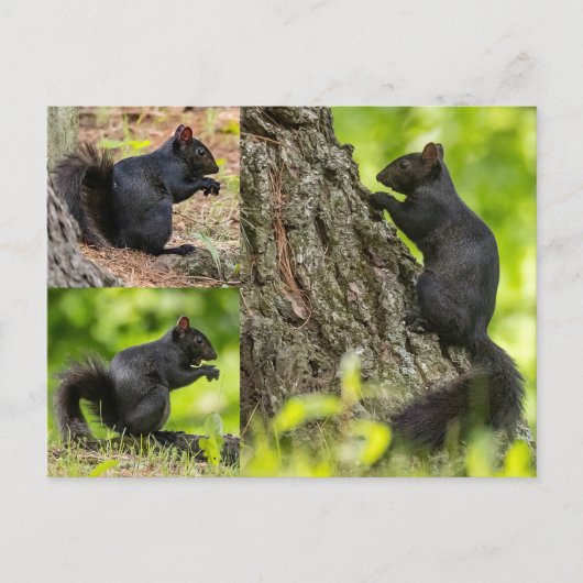 Schwarzes Eichhörnchen Postkarte (Vorderseite)