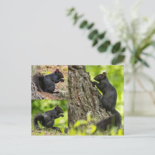 Schwarzes Eichhörnchen Postkarte (Stehend Vorderseite)
