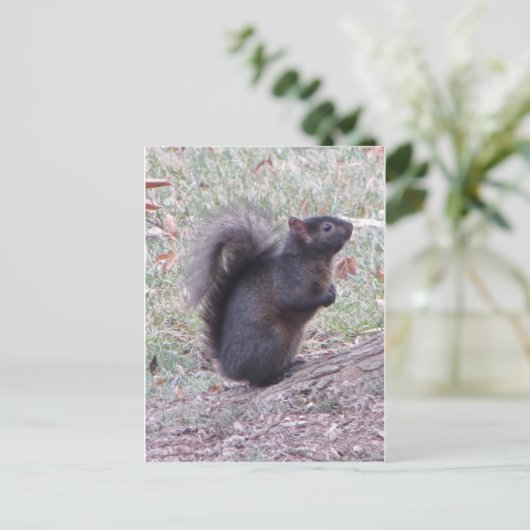 Schwarzes Eichhörnchen Postkarte (Stehend Vorderseite)