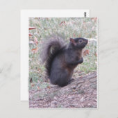 Schwarzes Eichhörnchen Postkarte (Vorne/Hinten)