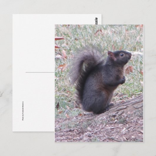 Schwarzes Eichhörnchen Postkarte (Vorne/Hinten)