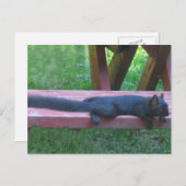 Schwarzes Eichhörnchen Postkarte (Vorne/Hinten)