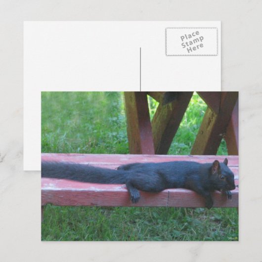 Schwarzes Eichhörnchen Postkarte (Vorne/Hinten)