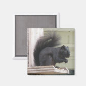 Schwarzes Eichhörnchen-Quadrat Magnet (Vorderseite/Rückseite)