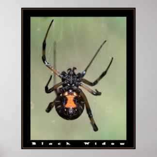 Schwarzes Fenster Poster