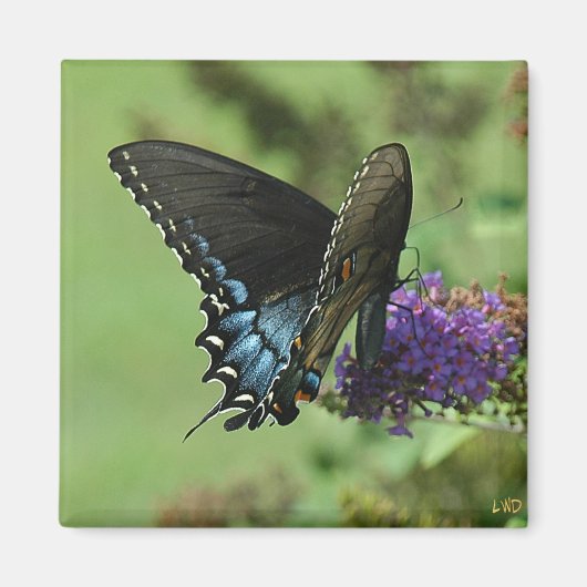 Schwarzes Frack 9.05-1 Magnet (Vorne)