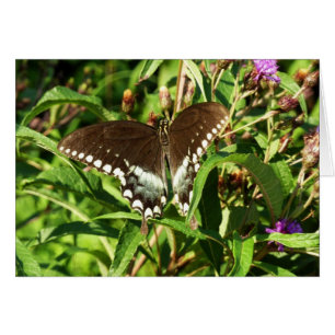 Schwarzes Frack Butterfly Naturfotografie