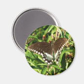 Schwarzes Frack Butterfly Naturfotografie Magnet (Vorderseite/Rückseite)