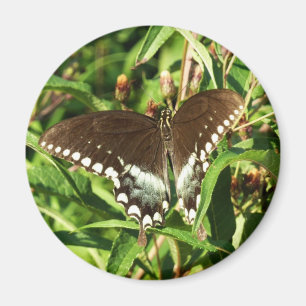 Schwarzes Frack Butterfly Naturfotografie Magnet
