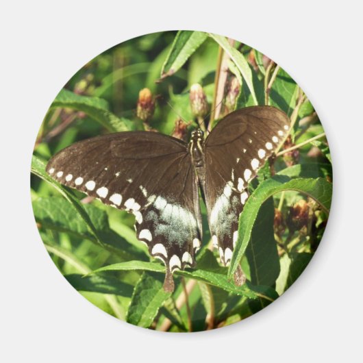 Schwarzes Frack Butterfly Naturfotografie Magnet (Vorne)