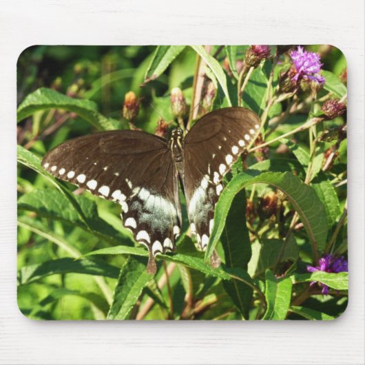 Schwarzes Frack Butterfly Naturfotografie Mousepad (Vorne)
