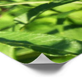 Schwarzes Frack Butterfly Naturfotografie Poster (Ecke)