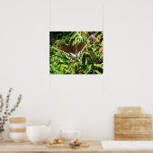 Schwarzes Frack Butterfly Naturfotografie Poster (Küche)