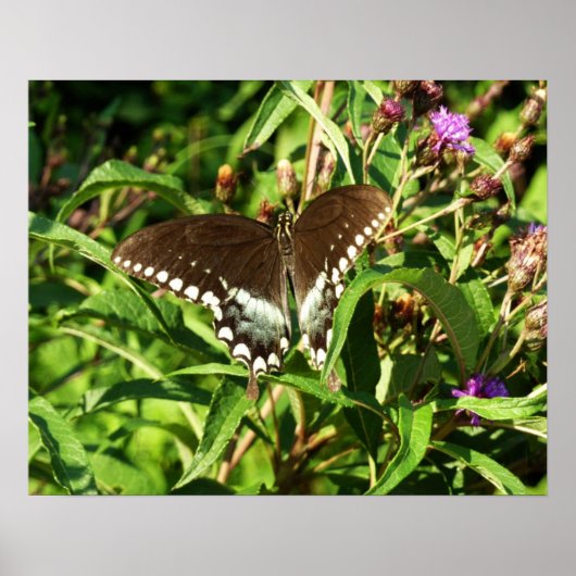 Schwarzes Frack Butterfly Naturfotografie Poster (Vorne)