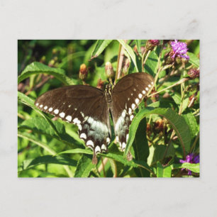 Schwarzes Frack Butterfly Naturfotografie Postkarte