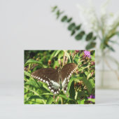 Schwarzes Frack Butterfly Naturfotografie Postkarte (Stehend Vorderseite)