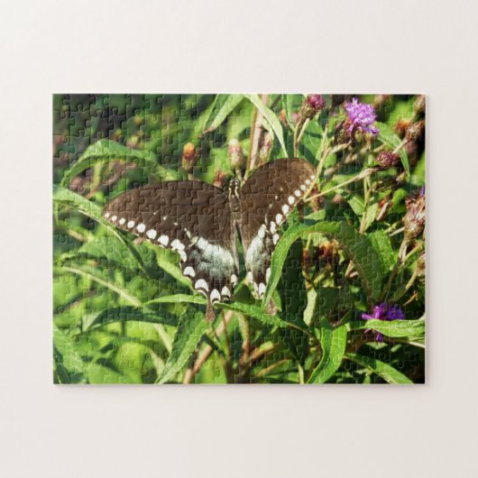 Schwarzes Frack Butterfly Naturfotografie Puzzle (Horizontal)