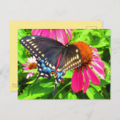 Schwarzes Frack Butterfly Pink Echinacea Blume Postkarte (Vorne/Hinten)