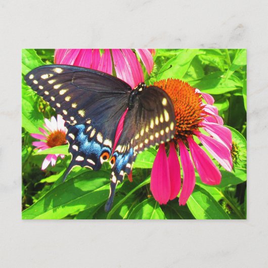 Schwarzes Frack Butterfly Pink Echinacea Blume Postkarte (Vorderseite)