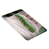 Schwarzes Frack Raupe Eating Parsley Magnet (Rechte Seite)