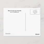 Schwarzes Frack Schmetterling auf der Postkarte (Rückseite)