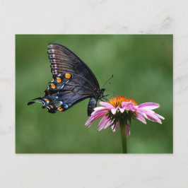 Schwarzes Frack Schmetterling auf der Postkarte
