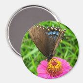 Schwarzes Frack Schmetterling auf rosa Blume Magnet (Vorderseite/Rückseite)