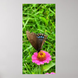 Schwarzes Frack Schmetterling auf rosa Blume Poster