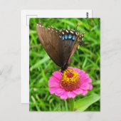 Schwarzes Frack Schmetterling auf rosa Blume Postkarte (Vorne/Hinten)