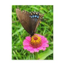 Schwarzes Frack Schmetterling auf rosa Blume