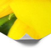 Schwarzes Frack Schmetterling auf Sonnenblumen Poster (Ecke)