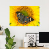 Schwarzes Frack Schmetterling auf Sonnenblumen Poster (Heimbüro)