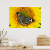 Schwarzes Frack Schmetterling auf Sonnenblumen Poster (Küche)
