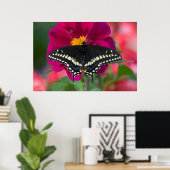 Schwarzes Frack Schmetterling auf Zinnia Poster (Heimbüro)