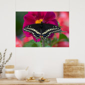 Schwarzes Frack Schmetterling auf Zinnia Poster (Küche)