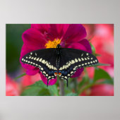 Schwarzes Frack Schmetterling auf Zinnia Poster (Vorne)