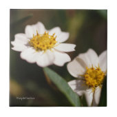 Schwarzes Fuß-Gänseblümchen Fliese (Vorderseite)