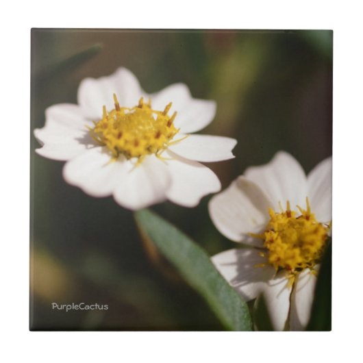 Schwarzes Fuß-Gänseblümchen Fliese (Vorderseite)